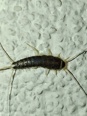 Ctenolepisma longicaudatum