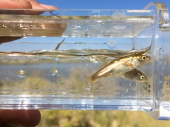 Siphateles boraxobius