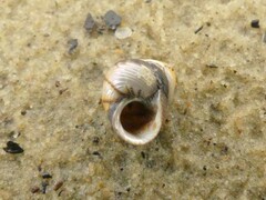 Micrelenchus huttonii