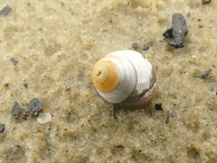 Micrelenchus huttonii