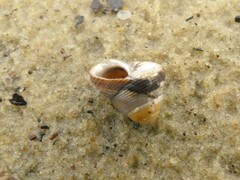 Micrelenchus huttonii