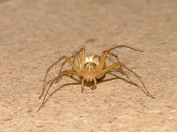 Oxyopes dumonti