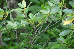 Rhizophora apiculata