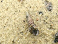 Zeacumantus lutulentus