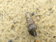 Zeacumantus lutulentus