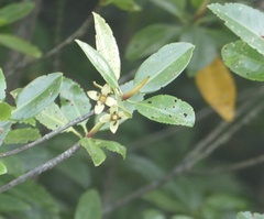 Rhizophora apiculata