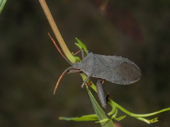 Amorbus rubiginosus