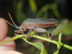 Amorbus rubiginosus