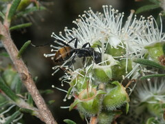 Camponotus aeneopilosus