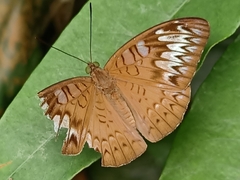 Tanaecia pelea