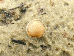 Austrovenus stutchburyi