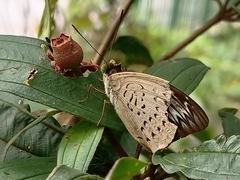 Tanaecia pelea