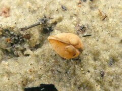 Austrovenus stutchburyi
