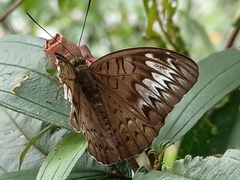 Tanaecia pelea