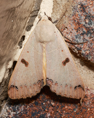 Ophiusa parcemacula