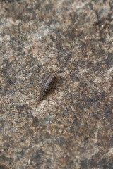 Ligia exotica