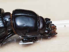 Aulacocyclus edentulus