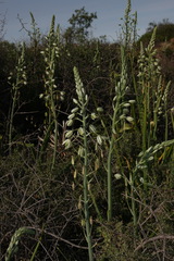 Albuca canadensis