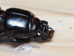 Aulacocyclus edentulus