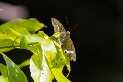Bassarona teuta