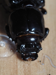 Aulacocyclus edentulus