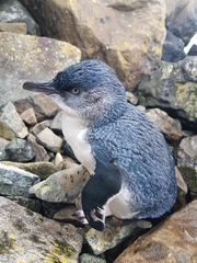 Eudyptula minor minor