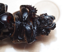 Aulacocyclus edentulus