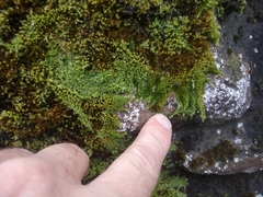 Homalothecium sericeum