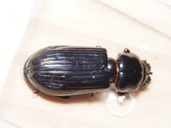 Aulacocyclus edentulus