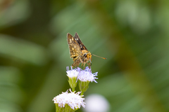Taractrocera ardonia