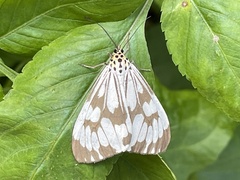 Nyctemera adversata