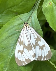 Nyctemera adversata