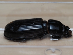 Aulacocyclus edentulus