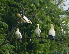 Ducula bicolor