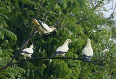 Ducula bicolor