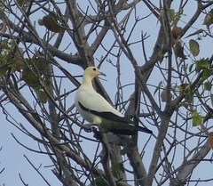 Ducula bicolor