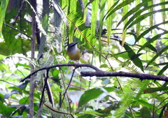 Abroscopus superciliaris
