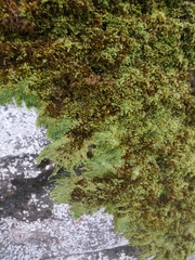 Homalothecium sericeum