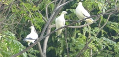 Ducula bicolor