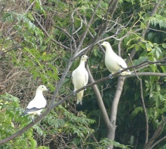 Ducula bicolor