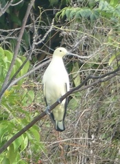 Ducula bicolor