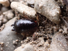 Loboptera