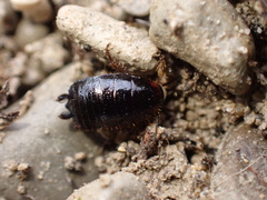 Loboptera