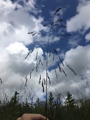 Tridens flavus flavus