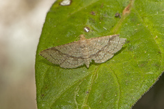 Addaea subtessellata