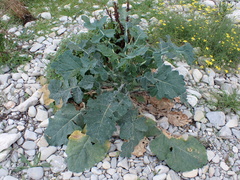 Brassica oleracea