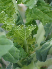 Brassica oleracea