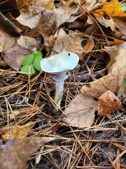 Stropharia aeruginosa