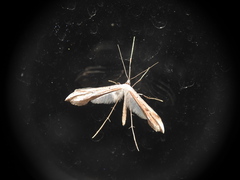 Pterophoridae
