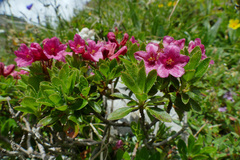 Rhododendron hirsutum